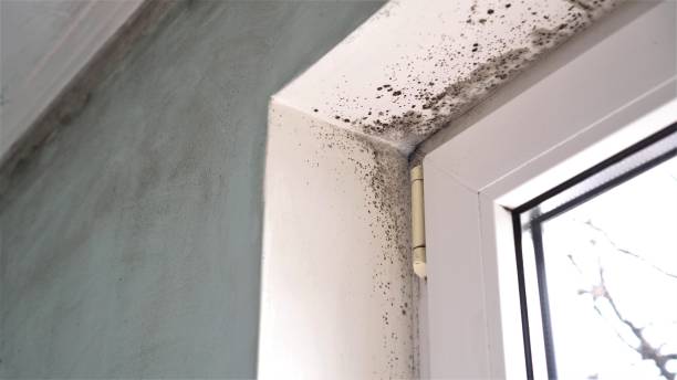Best Mold Testing and Inspection Services in Bradner, OH