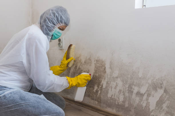 Best Residential Mold Remediation in Bradner, OH