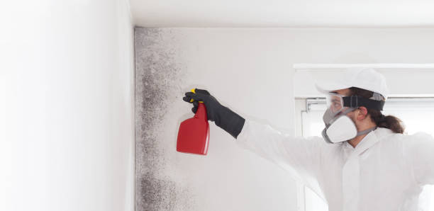 Best Residential Mold Remediation in Bradner, OH