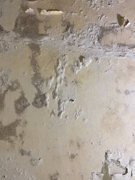 Best Preventive Mold Services in Bradner, OH
