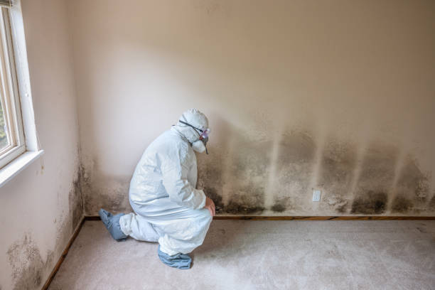 Best Localized Mold Remediation (e.g., coastal areas, humid climates) in Bradner, OH